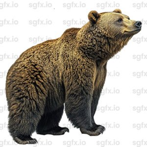 bear