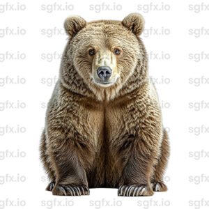 bear