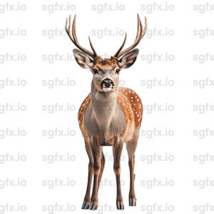swamp deer